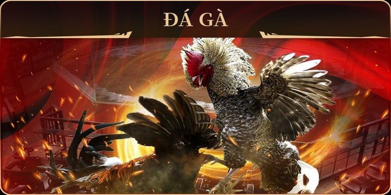 789 bet đá gà trực tiếp campuchia