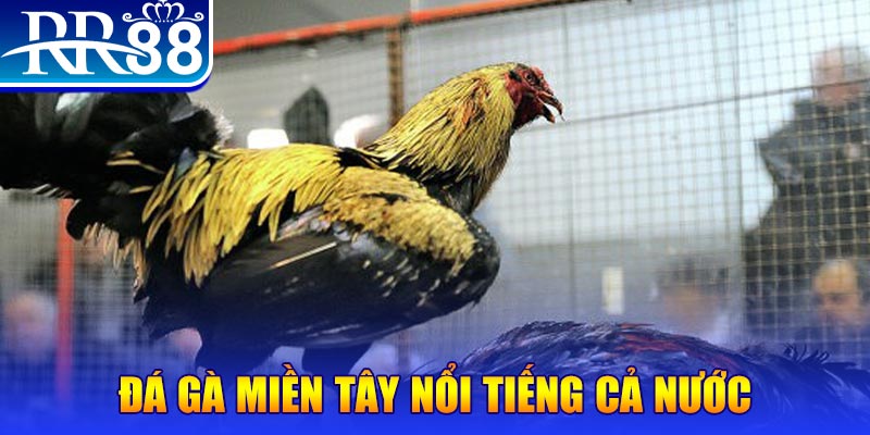 789 bet đá gà 88